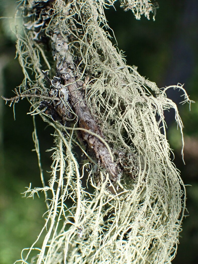 Beard Lichen photo 7