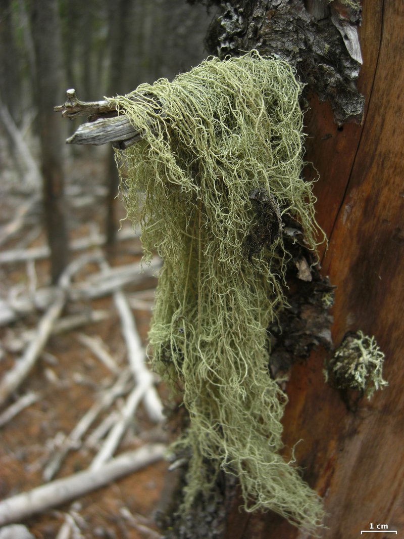 Beard Lichen