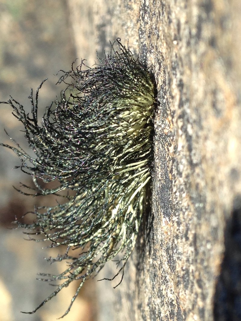Beard Lichen photo 2