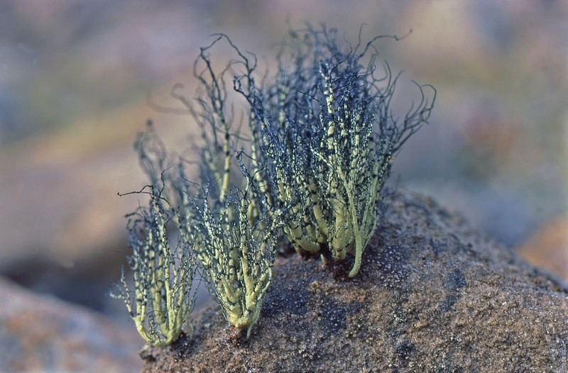 Beard Lichen photo 3
