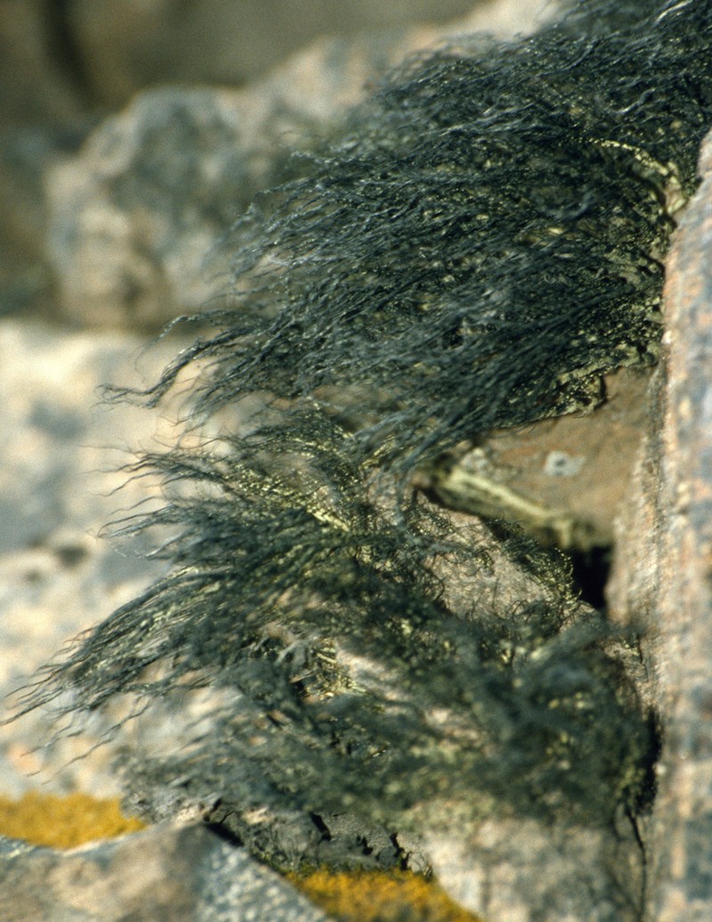 Beard Lichen photo 4
