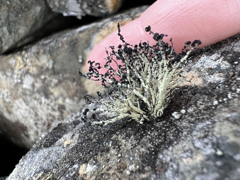 Beard Lichen photo 5