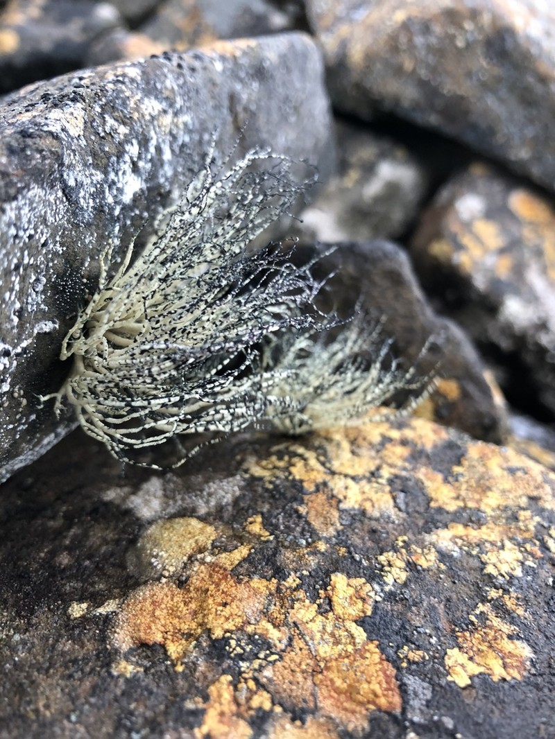 Beard Lichen photo 6