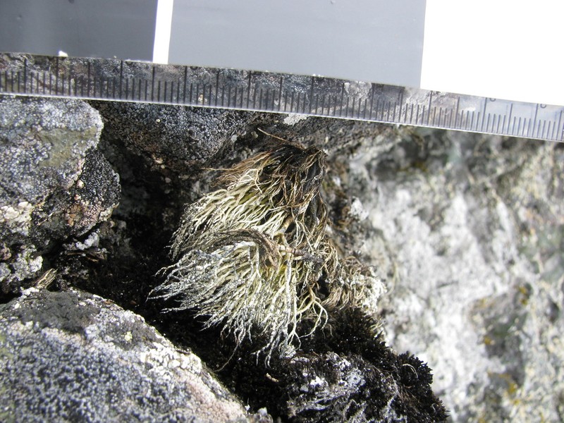 Beard Lichen photo 7