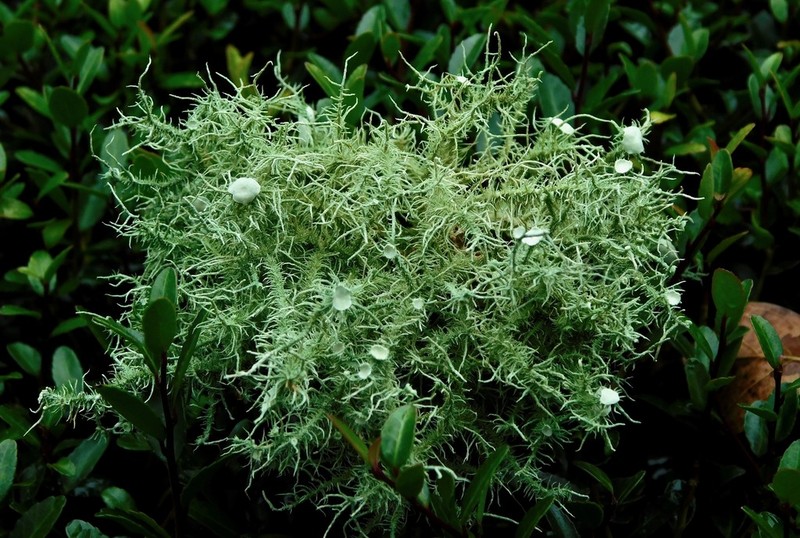 Strigose Beard Lichen photo 2