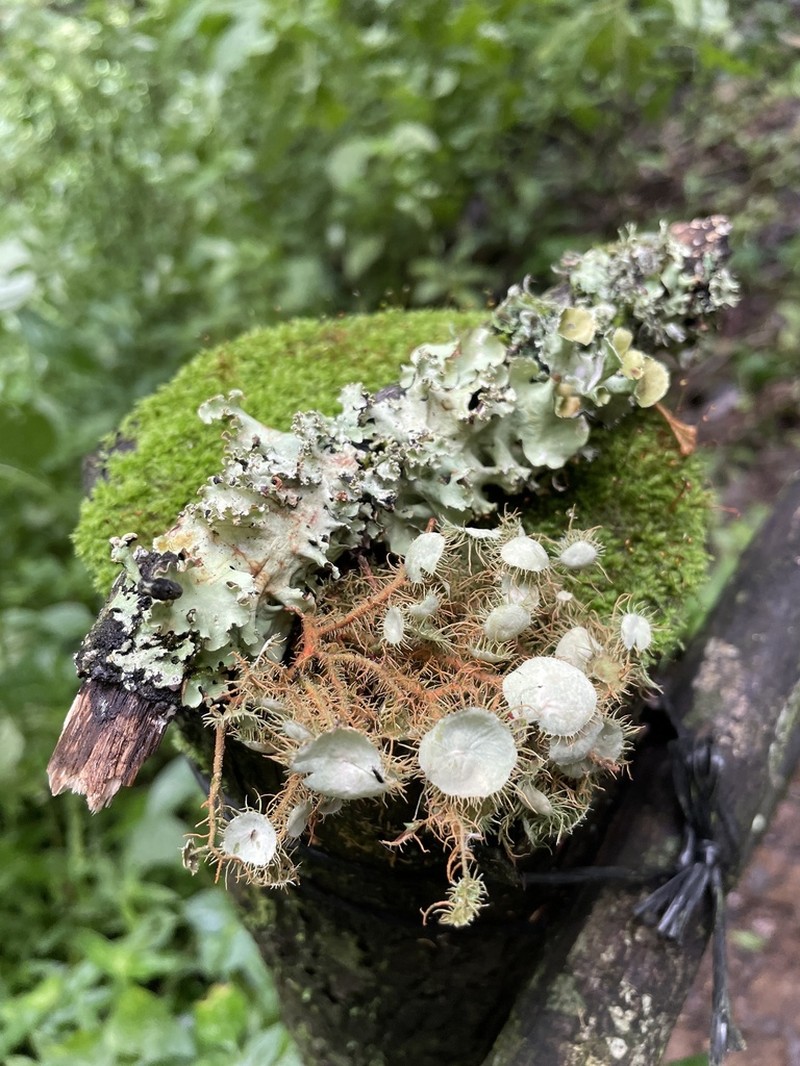 Strigose Beard Lichen photo 3