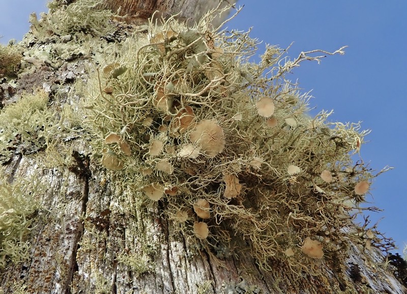 Strigose Beard Lichen photo 4