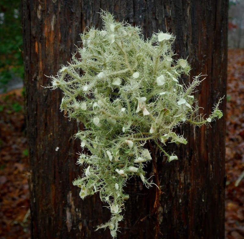 Strigose Beard Lichen photo 5