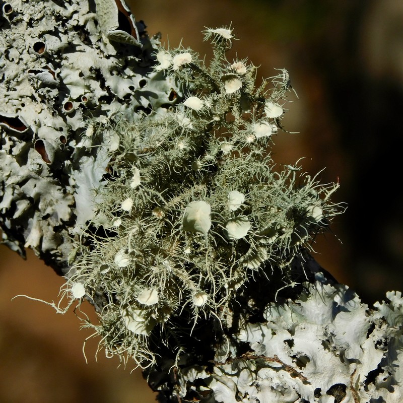 Strigose Beard Lichen photo 6