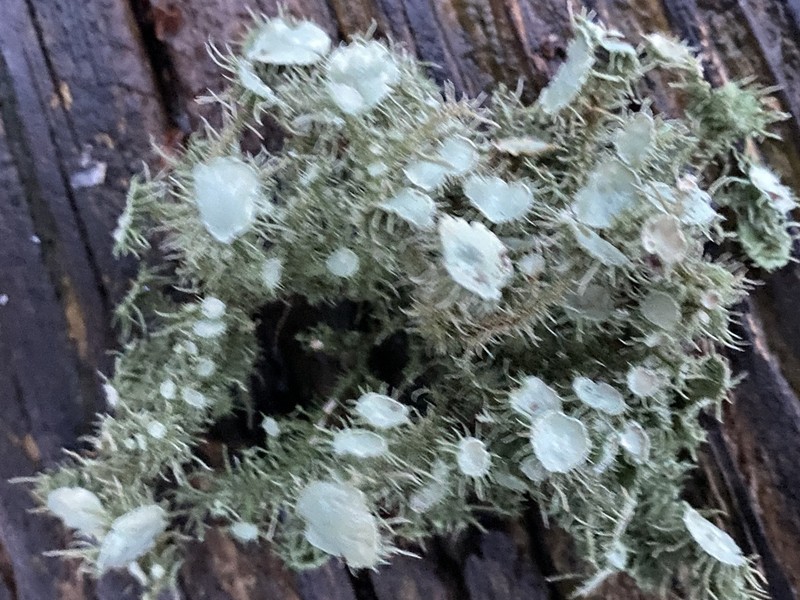 Strigose Beard Lichen photo 7