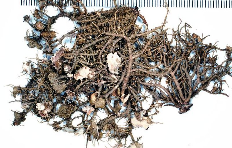 Strigose Beard Lichen