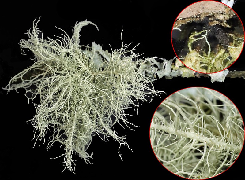 Beard Lichen