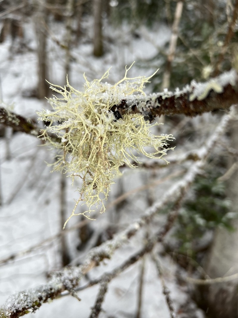 Beard Lichen photo 2