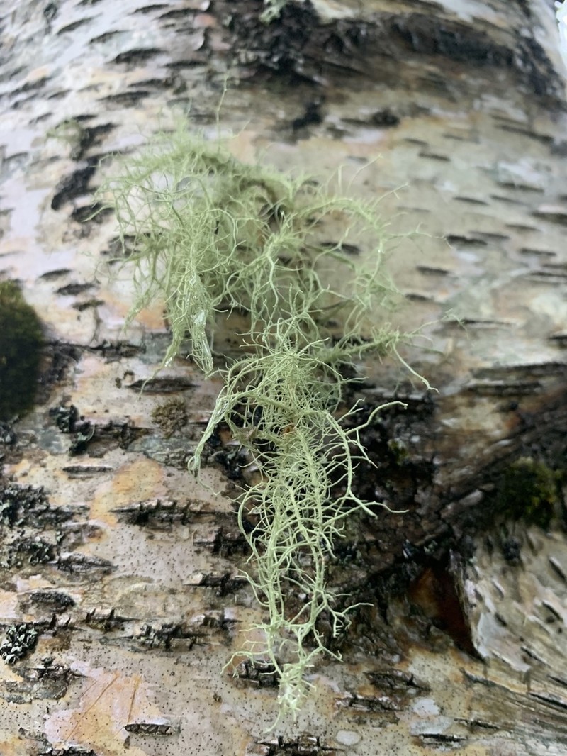 Beard Lichen photo 3