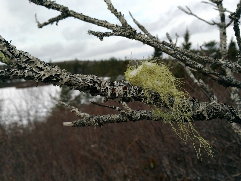 Beard Lichen photo 4