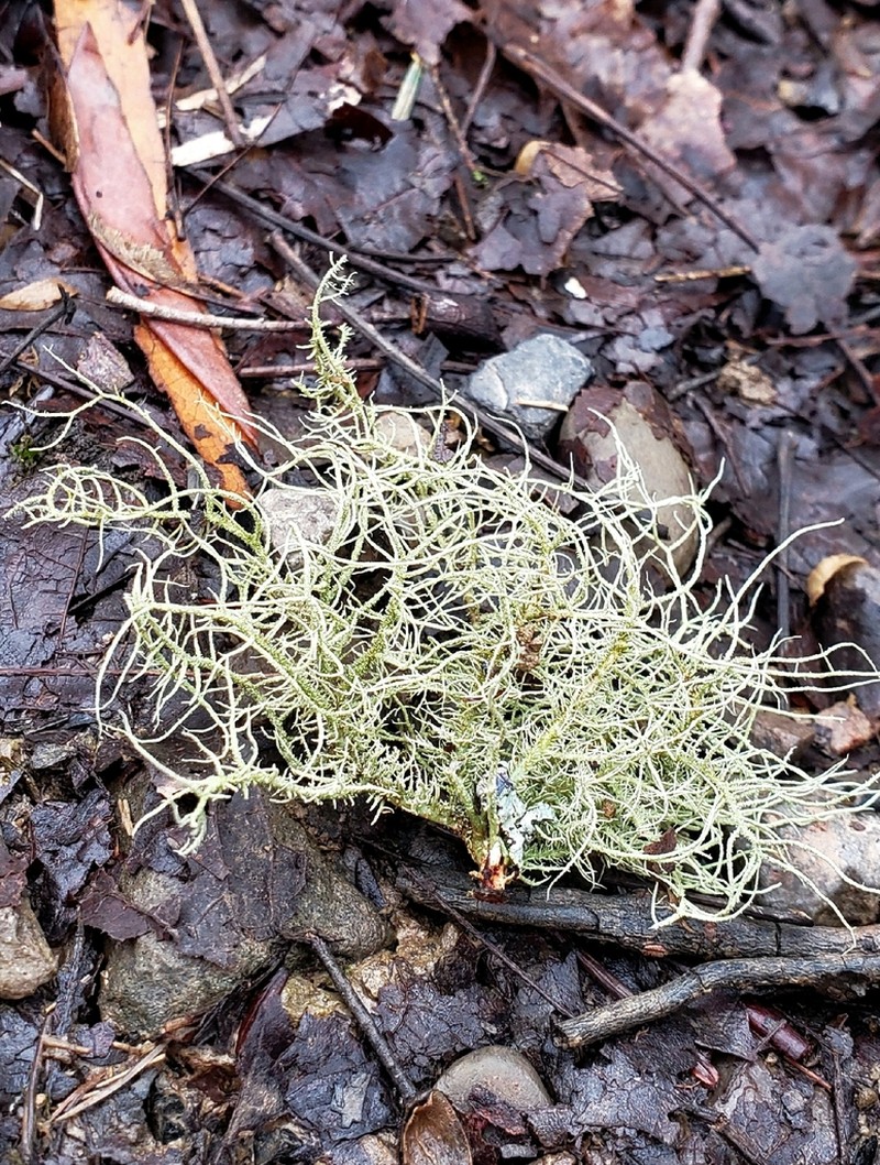 Beard Lichen photo 5