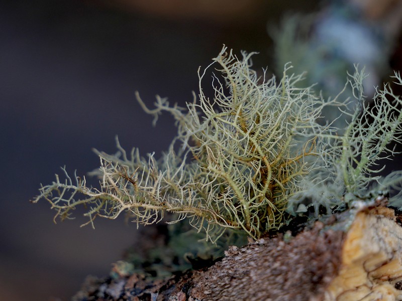 Beard Lichen photo 6