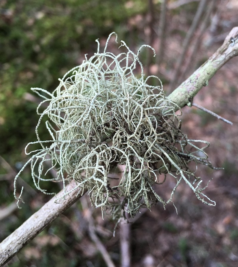 Beard Lichen photo 7