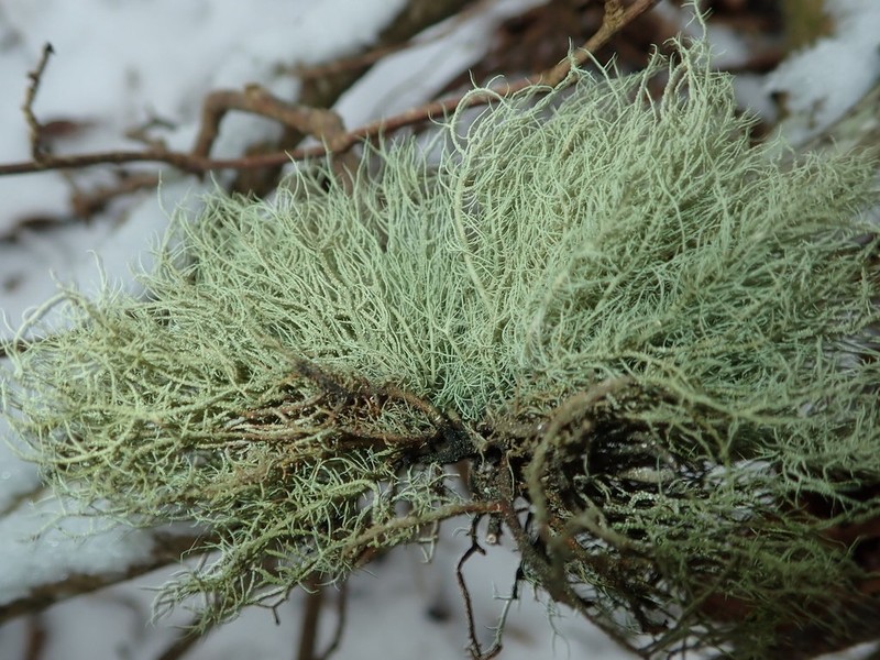 Beard Lichen photo 8