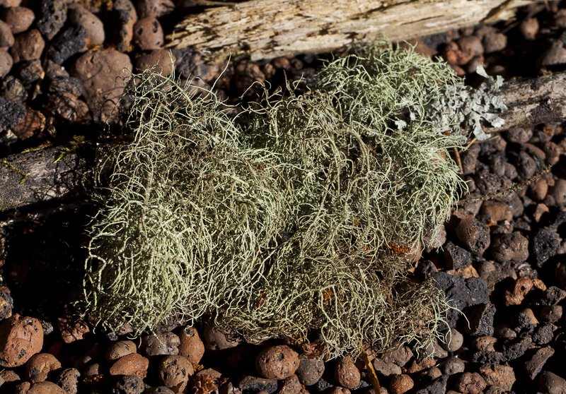 Beard Lichen