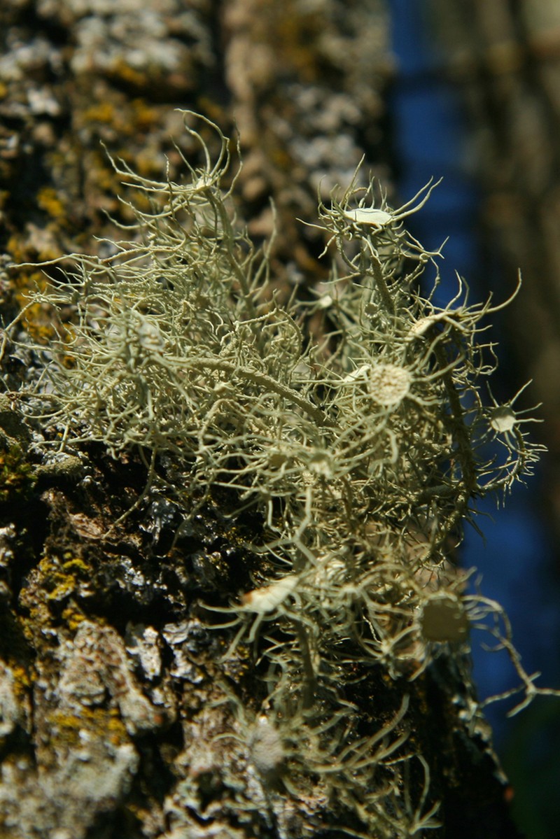 Beard Lichen