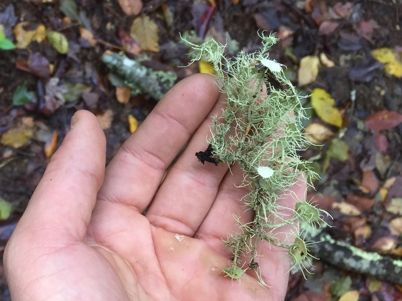 Beard Lichen photo 3