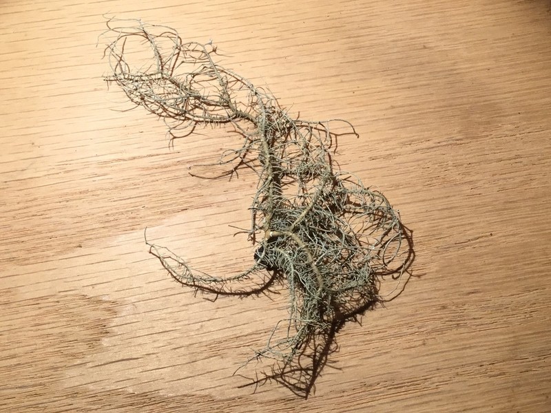 Beard Lichen photo 4