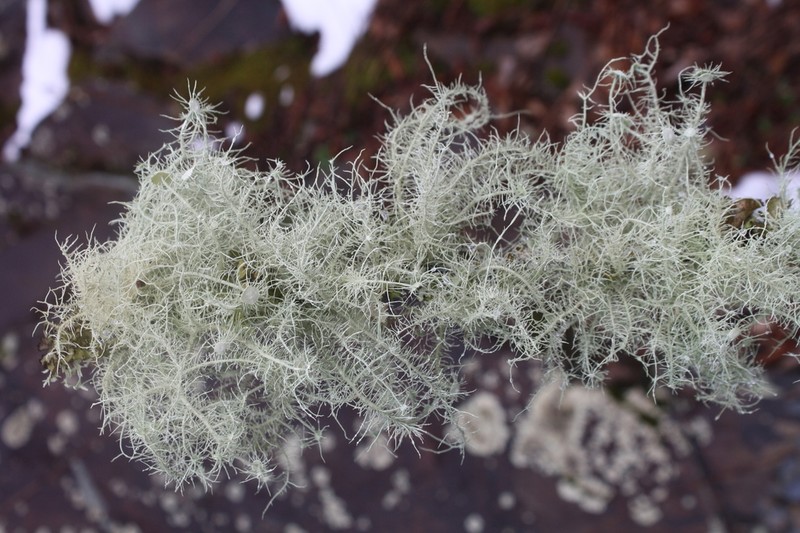 Beard Lichen photo 5