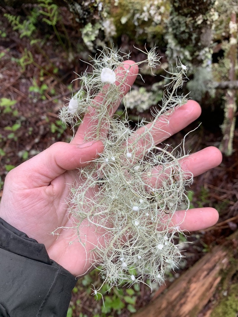 Beard Lichen photo 6