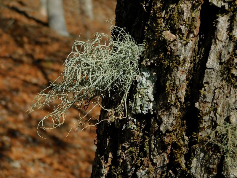 Beard Lichen
