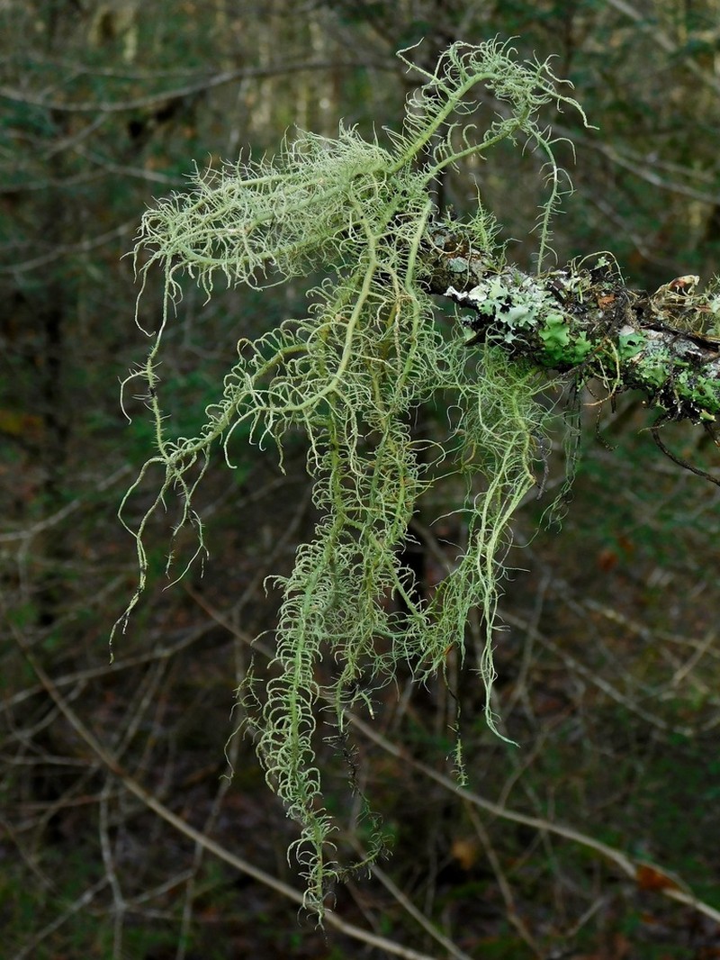 Beard Lichen photo 2
