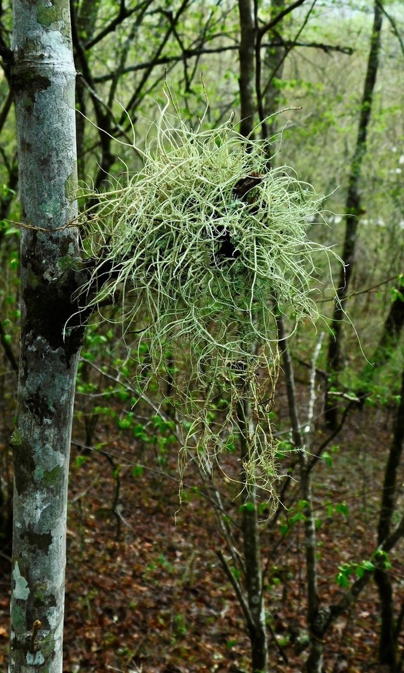Beard Lichen photo 3