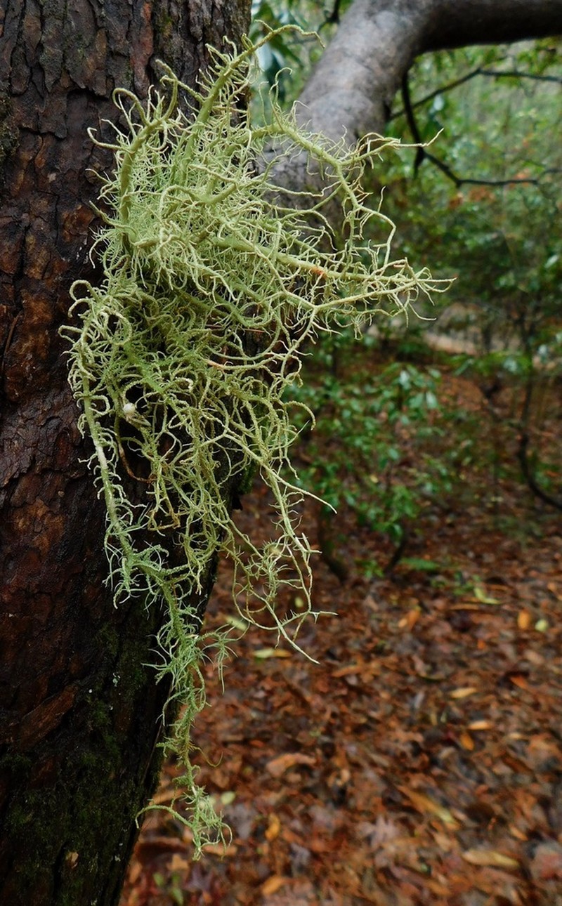 Beard Lichen photo 4