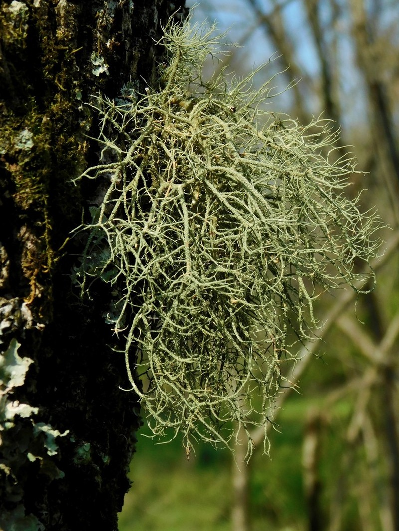 Beard Lichen photo 5
