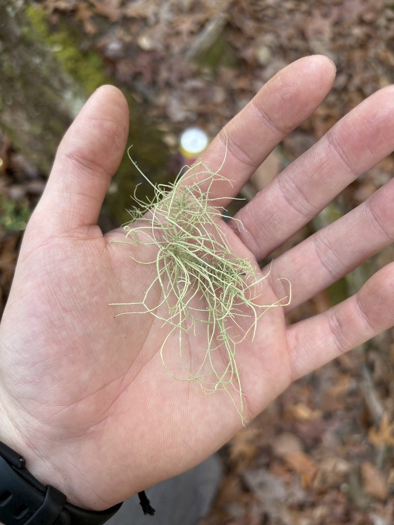 Beard Lichen photo 6