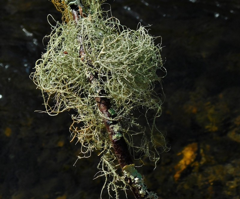 Beard Lichen photo 7
