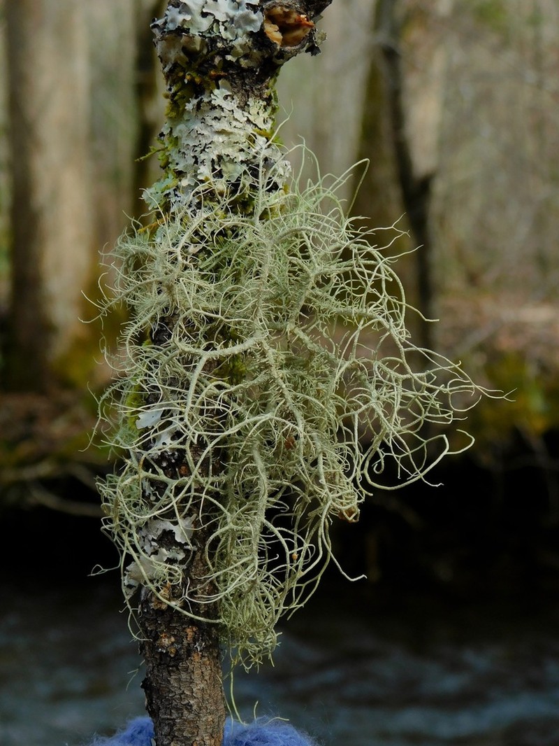 Beard Lichen photo 8