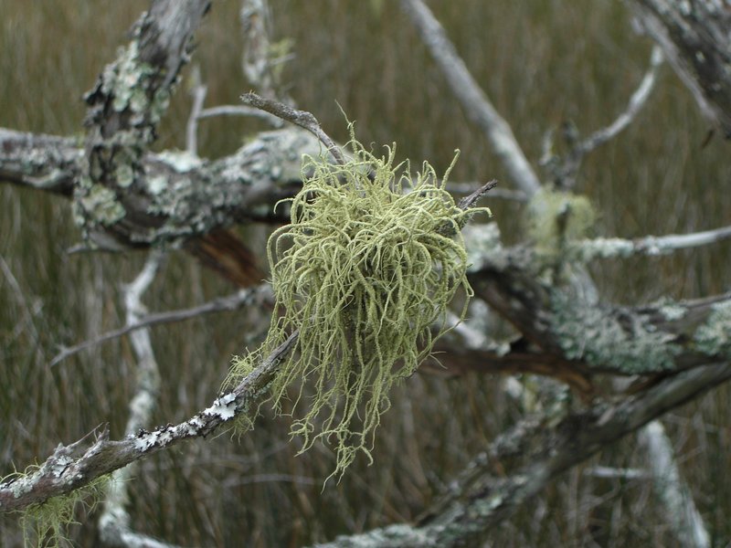 Beard Lichen