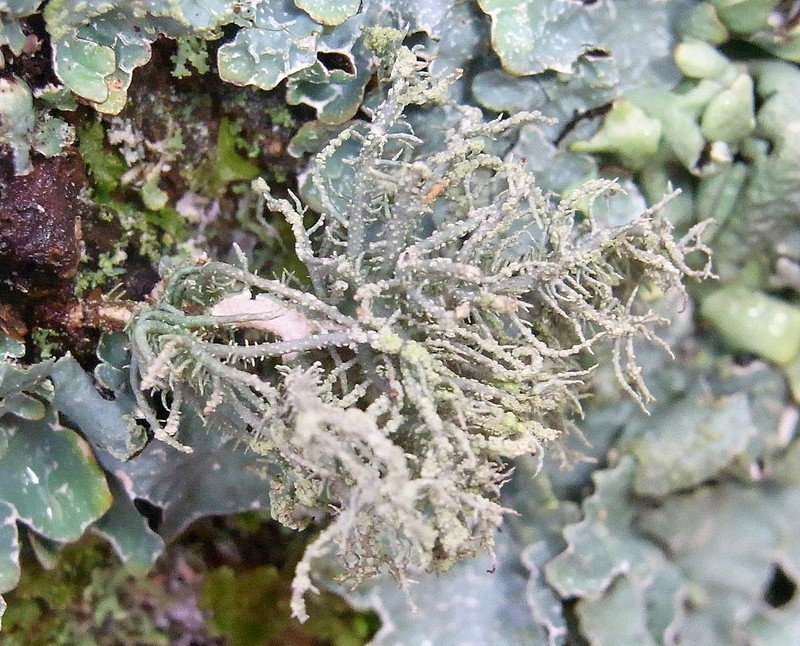 Beard Lichen