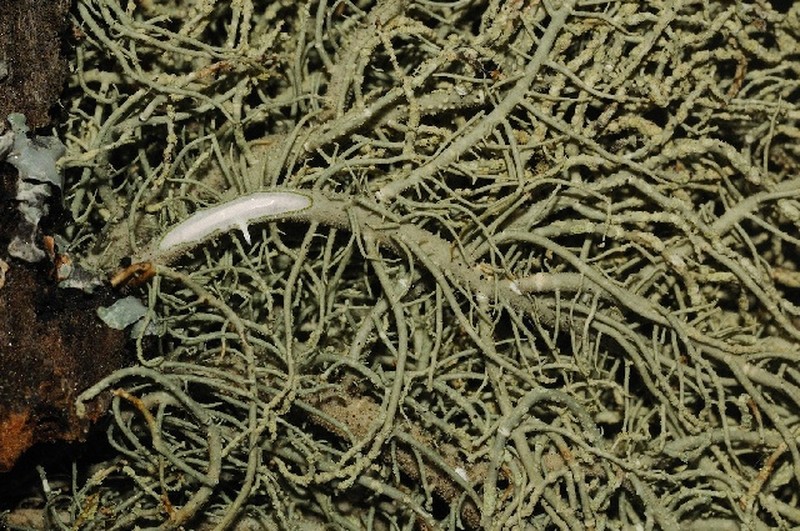 Beard Lichen photo 3