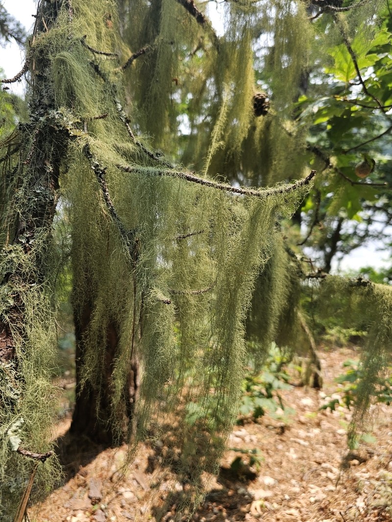 Beard Lichen photo 2
