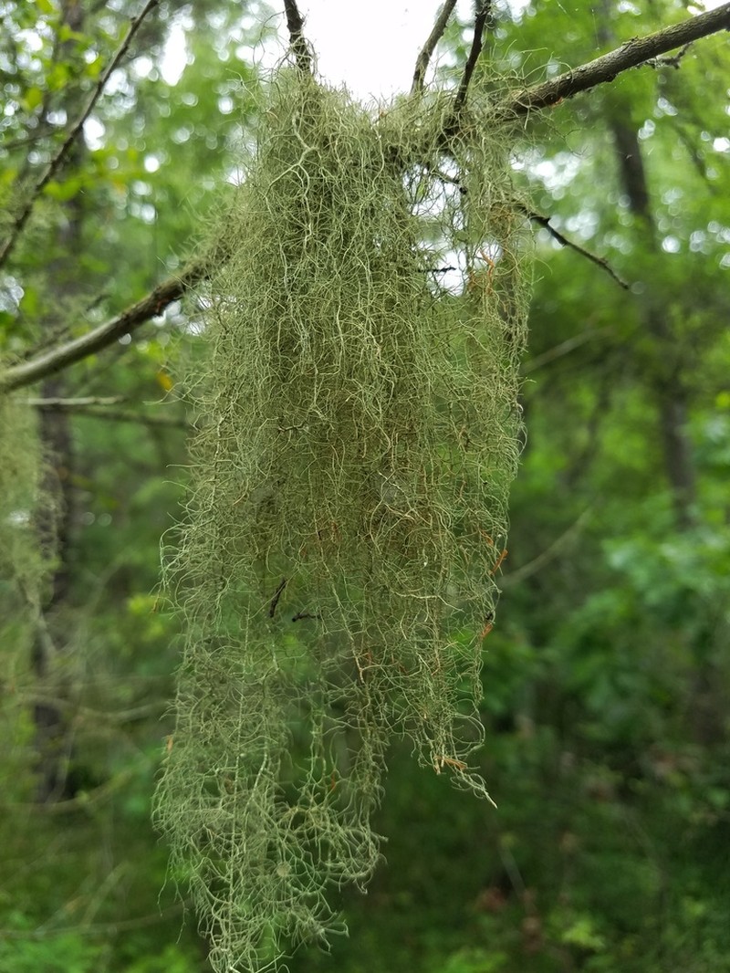 Beard Lichen photo 3