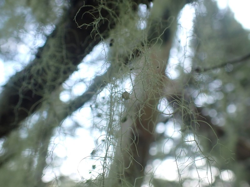 Beard Lichen photo 4