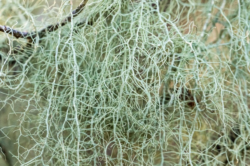 Beard Lichen photo 5