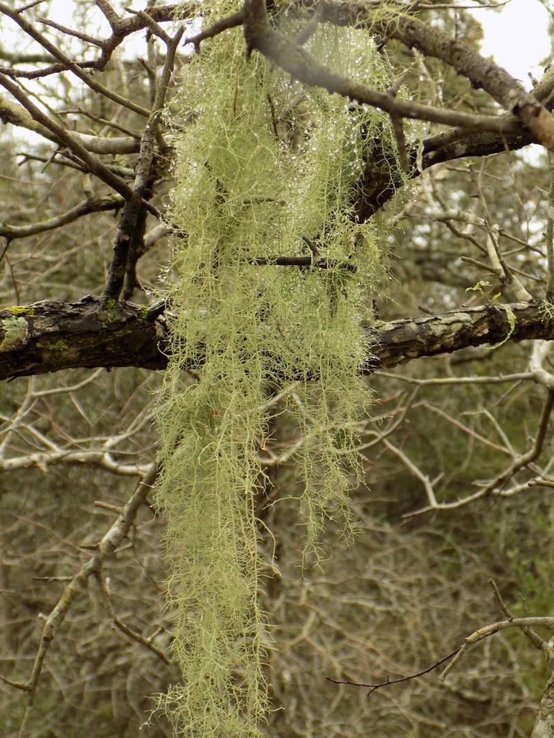Beard Lichen photo 6