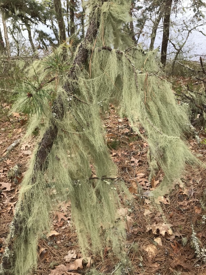 Beard Lichen photo 7