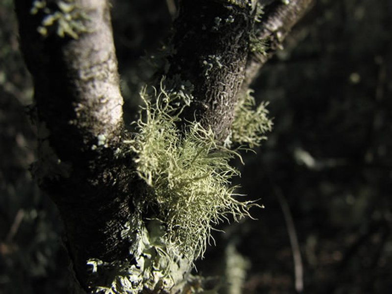 Usnea wasmuthii
