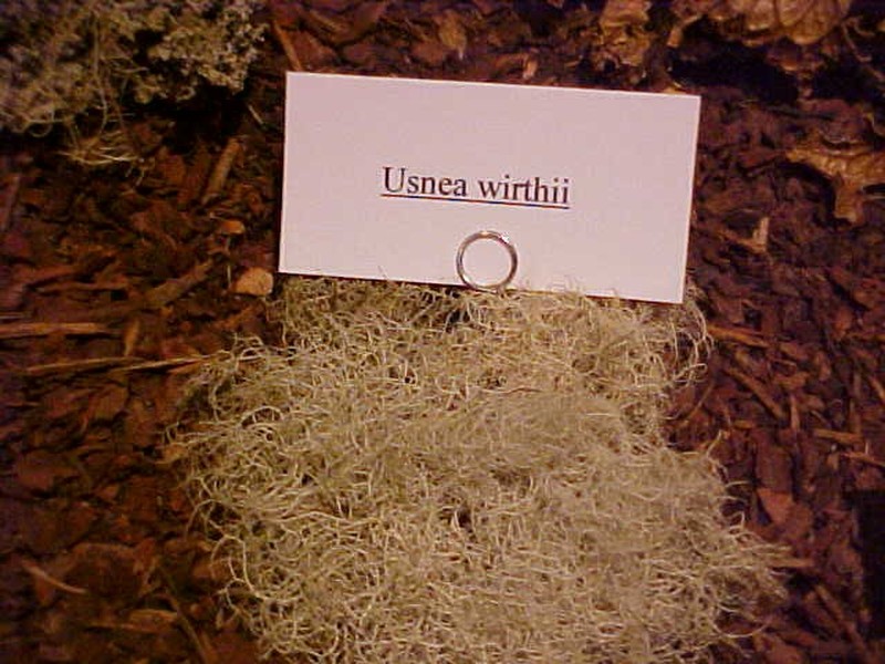 Wirth's Beard Lichen