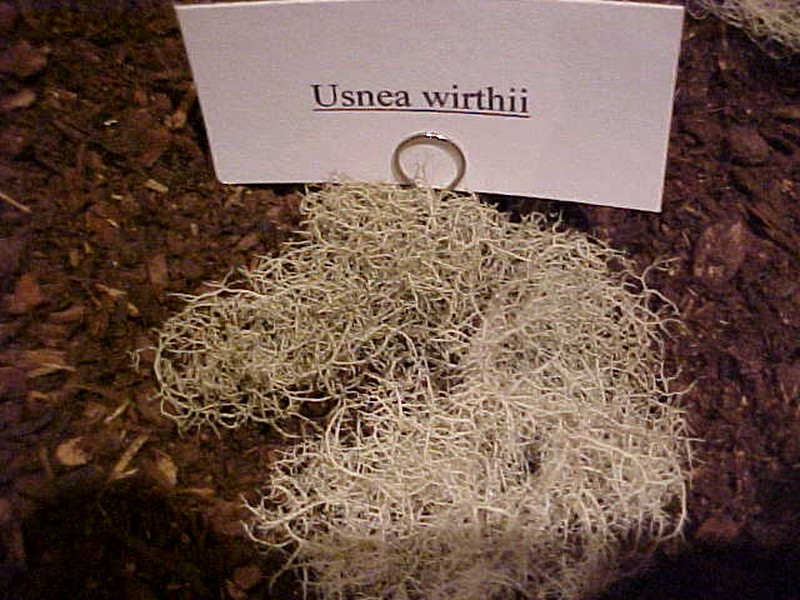 Wirth's Beard Lichen photo 2