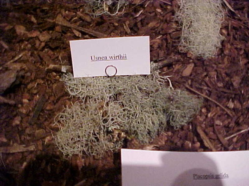 Wirth's Beard Lichen photo 3